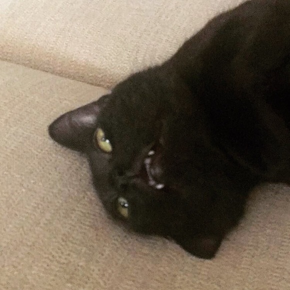 Meet your Posher, Kiara/Kieran - Picture 6 of 7